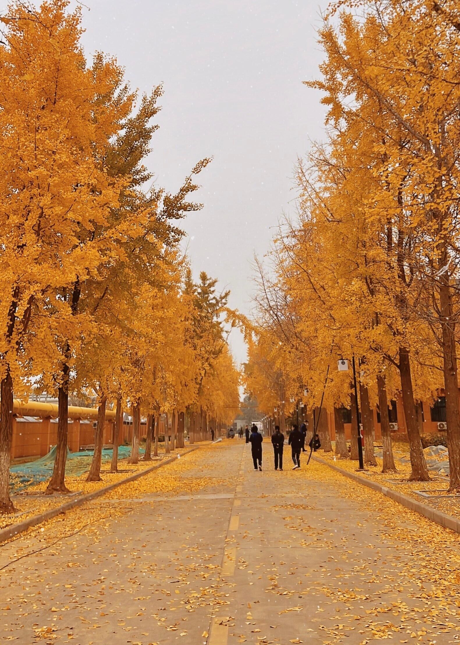 一路前行 “杏”好有你 ——西安公司主题摄影活动